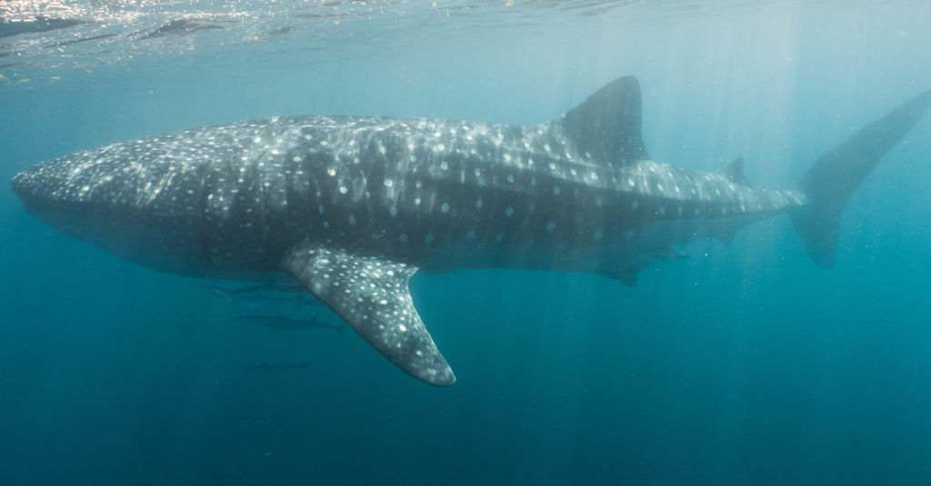 5b8b8cdd-668f-4632-bb73-b0892d72f87e