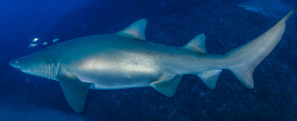 5c528607-0bf9-4f97-890f-a633a76efcfa