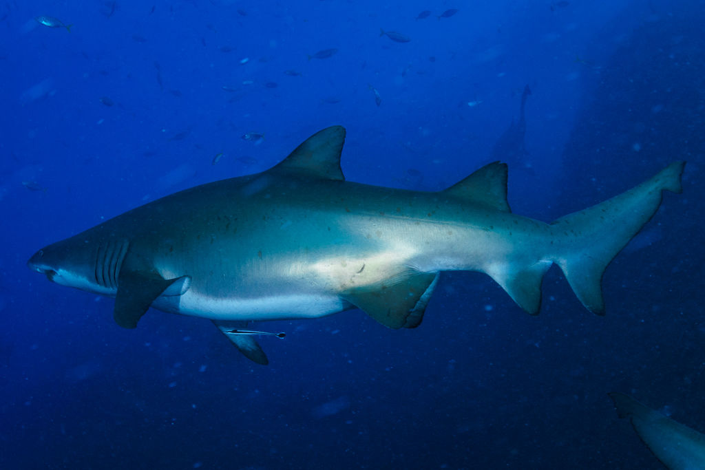 e4a31d9a-fdf7-4162-a08d-cd2f78feff9d