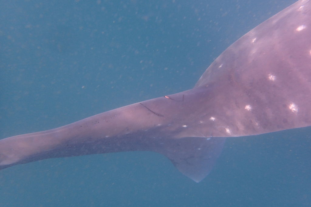 65ff1595-4deb-453b-a5ab-90358ec6b67f