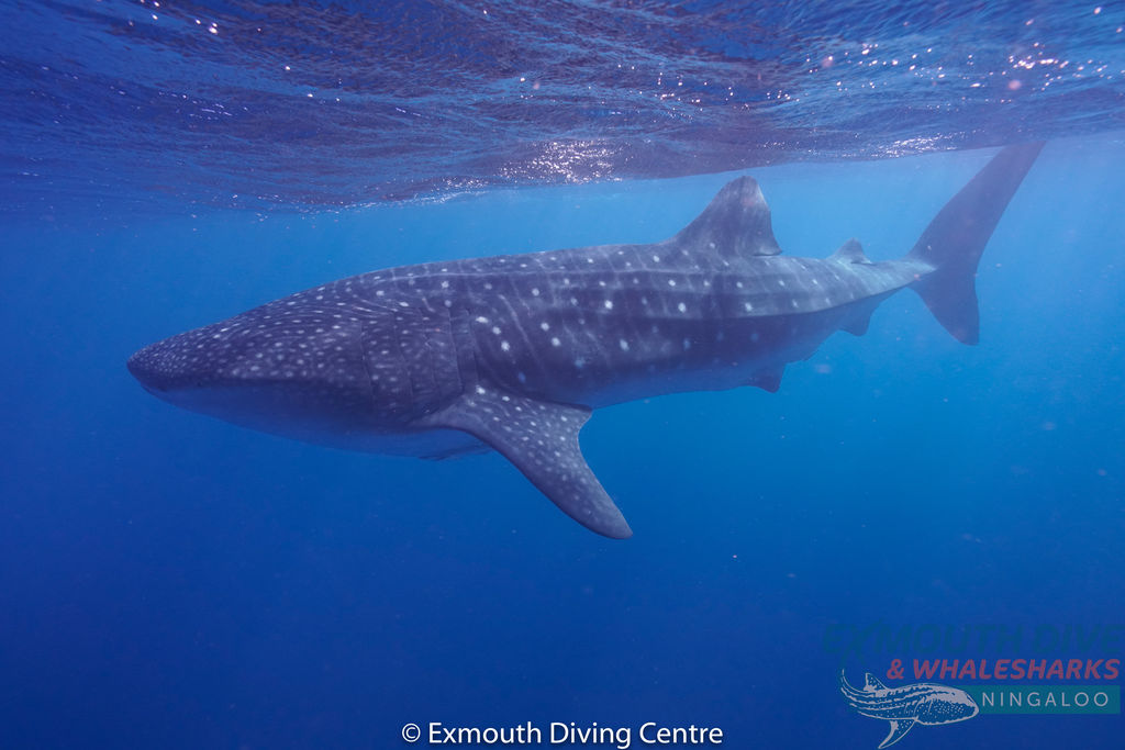 216ecb85-9103-4e1a-8f53-c7c227e5c705