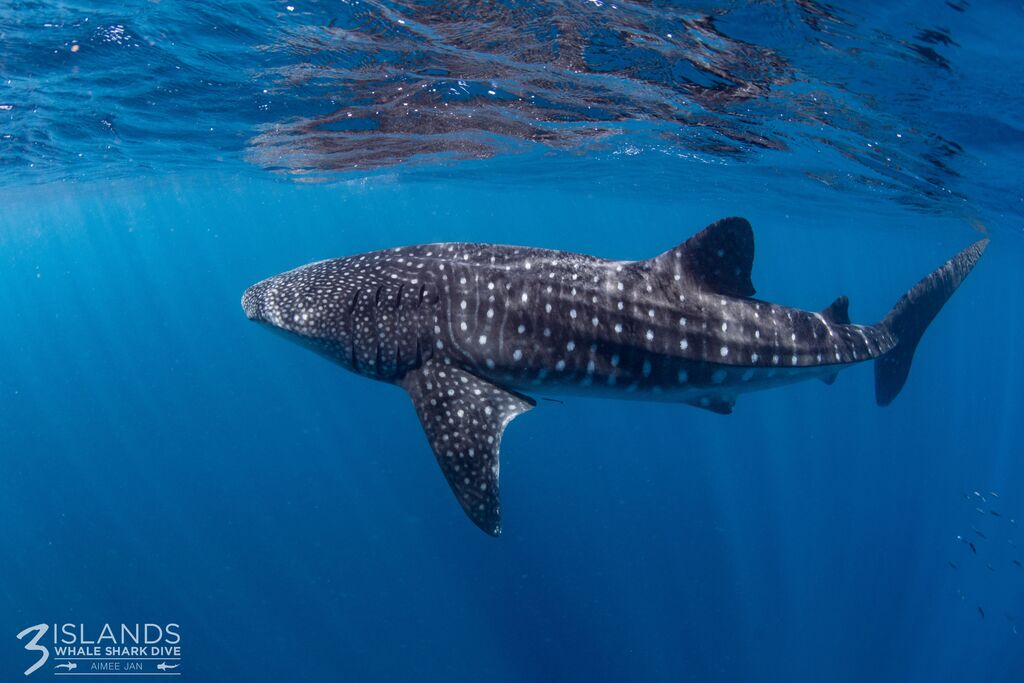 221ce5ad-75ac-403f-9b68-a6ed267b0ba2