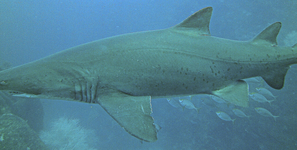 f45d97c5-f97d-474c-8a16-a484d9bc3187