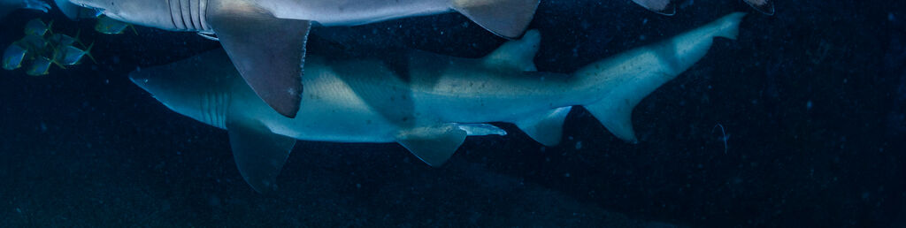 e21801bf-8e6b-4674-b18f-b6ad5690b221