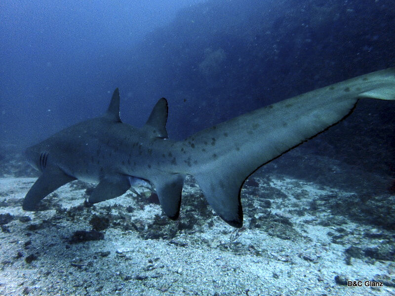 7e5ce738-803f-459e-a008-c1bbbecb43a9