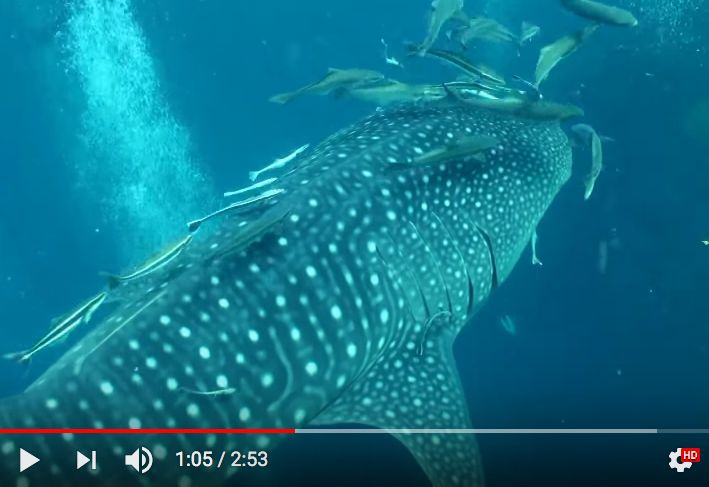 a838bb48-ffdd-4556-838f-5fb425283418