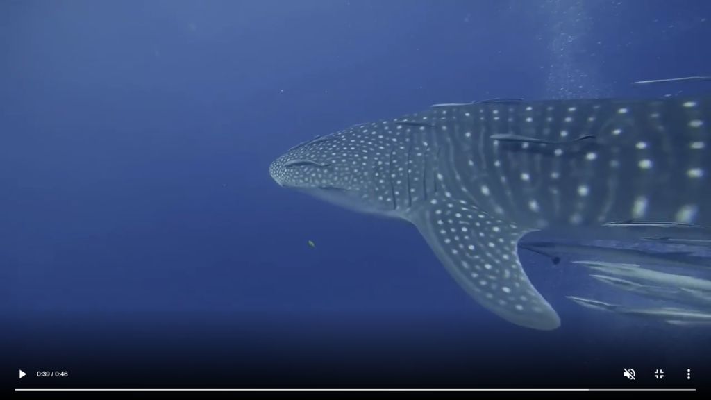 5fb991dd-1725-4e3e-904f-092a42ae02e9