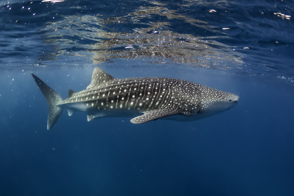 eaa2f86a-a4f9-49a4-b6a1-8929d3dcb1a0