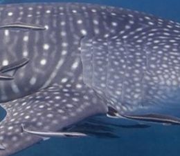 d5ba6a62-d70c-4b7a-8762-a1b770a43ad5