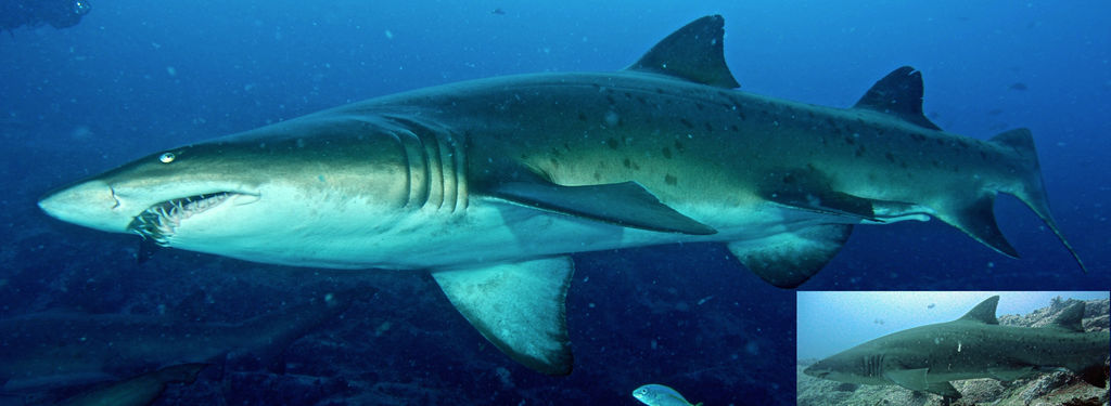 aaf5f371-b61d-441c-bcc2-3129998d90ed