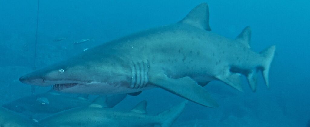 7bac21ad-3504-4bb3-8ade-5f5d34705750