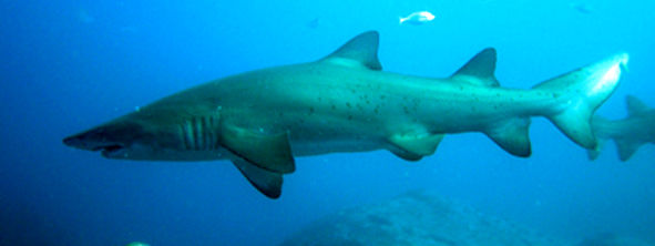 e49ff516-a0b9-4e39-8ee0-1ca36894ac2c