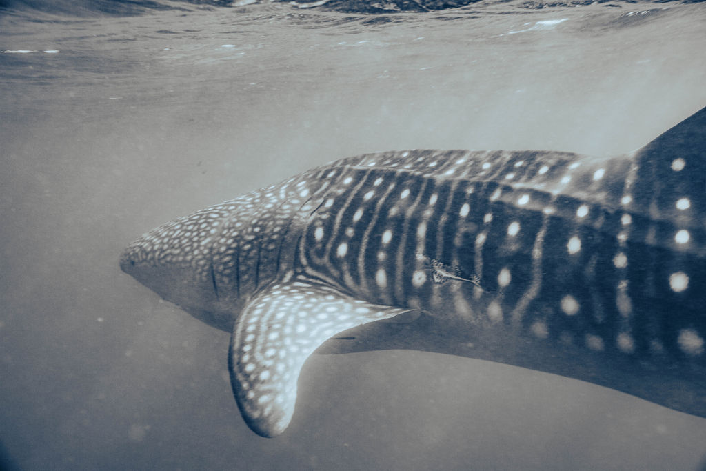 5e799beb-65dc-44e8-8770-8982cb6f9b07