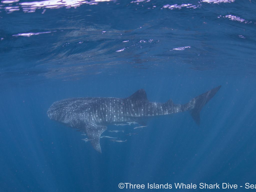 5123988d-3523-489f-9049-793b99b20436