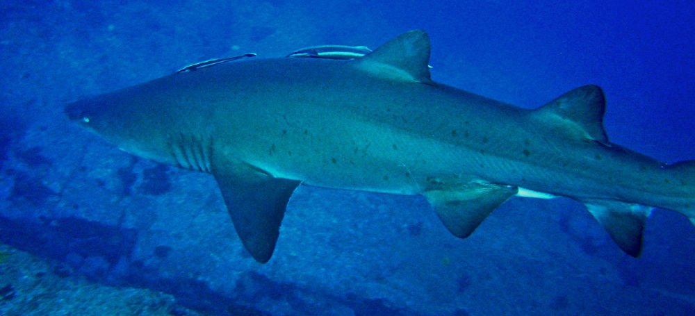 0d7054ca-da25-4e48-af64-6d871bea4493