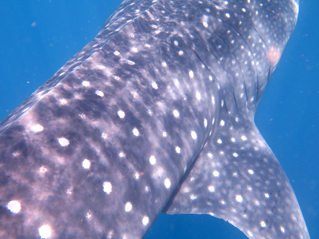 aece3b2a-9bf3-41e0-8f32-90f3bbf6b604