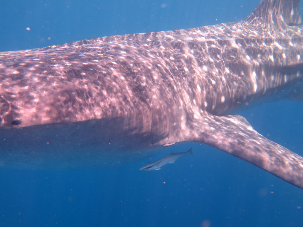 aece3b2a-9bf3-41e0-8f32-90f3bbf6b604