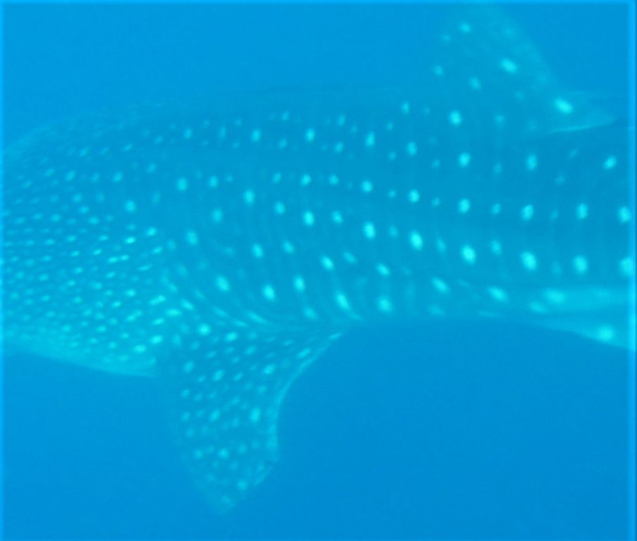 701680c9-4d9c-42d0-a3af-e917b2d9eaf3