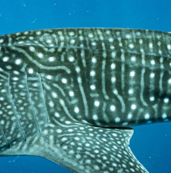 55e1bf77-4188-42a1-b3da-052621699cd1