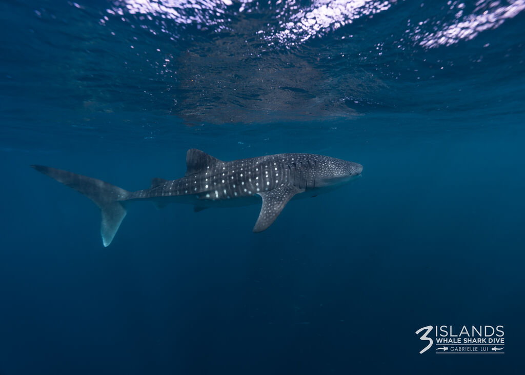 9c91670b-9e9b-491d-bcaf-4917c54bae6b