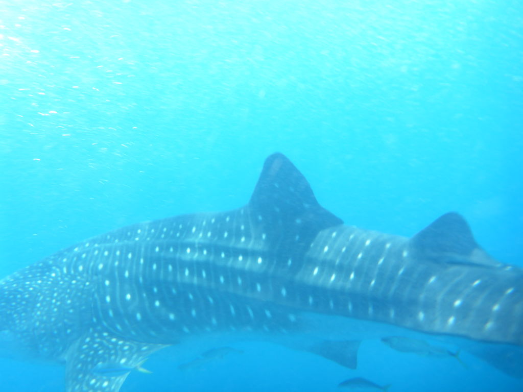 2a940deb-ee62-4938-b032-d12069b8531a