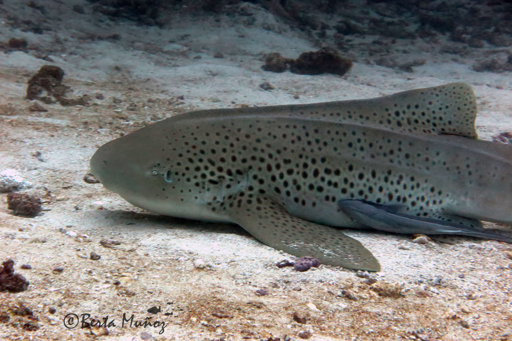 87a53278-afa3-49bc-889d-9f230851373c