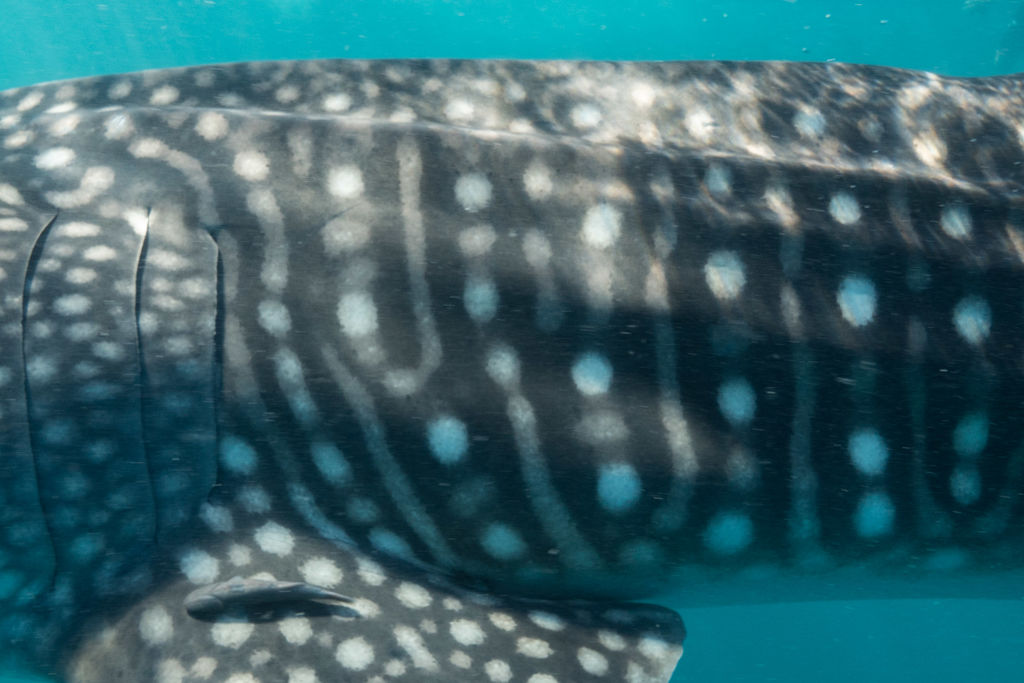 ec75217e-fdc3-4f92-b6f9-b40215bfa00c