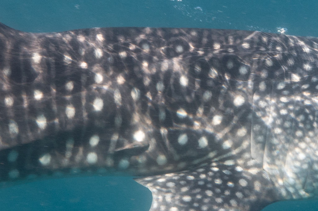 ec75217e-fdc3-4f92-b6f9-b40215bfa00c