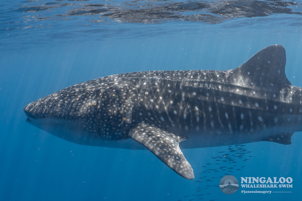 77fd0c85-3d76-4fb4-98d7-87a94f04cffc