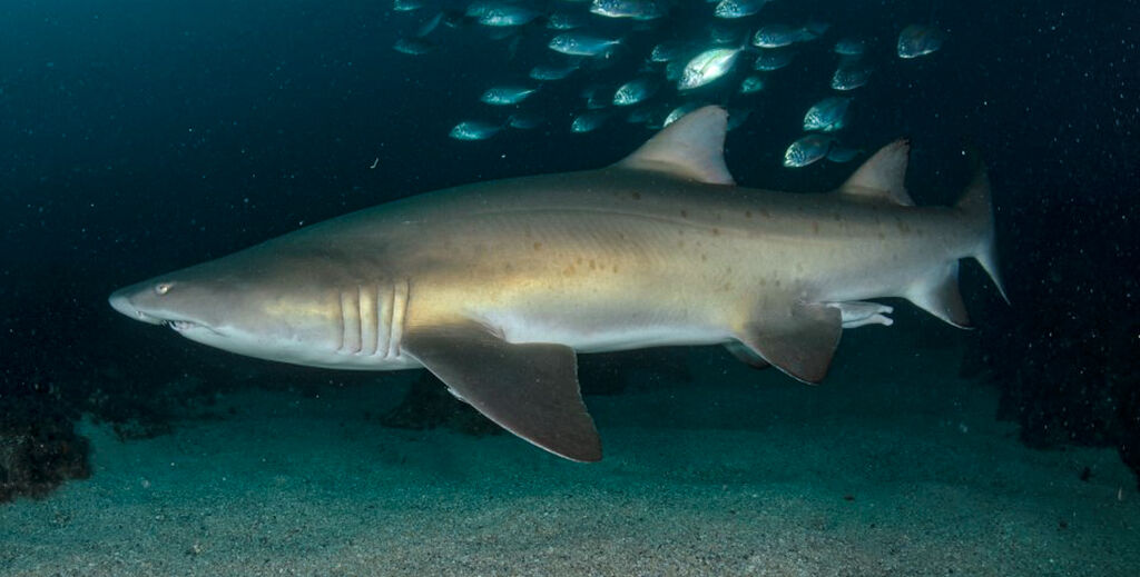 b95abcb5-97a3-4da4-9bcd-3a26cf884333