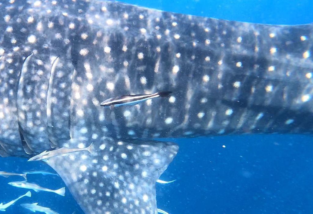 f2de8d73-f36b-4301-a3f0-d11c960808fc