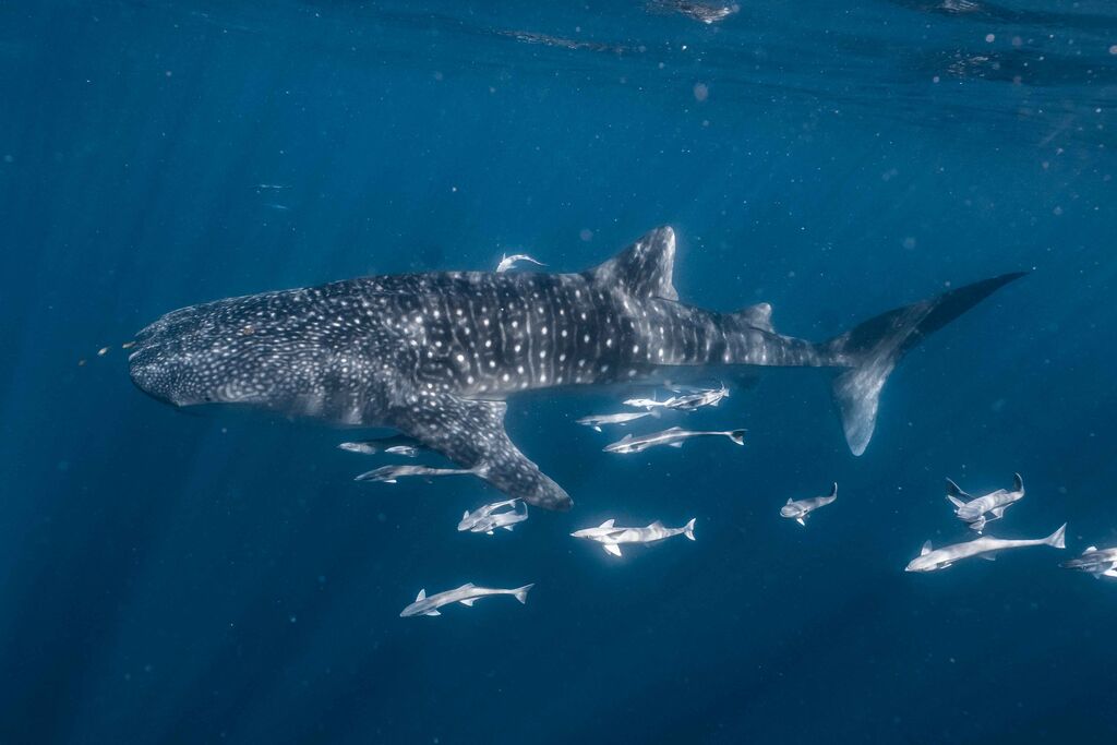 5a559ae6-0768-47ab-842e-5db8798ab1b2