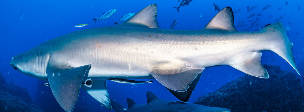 2204a93a-11fb-400b-b61a-1574748506a6