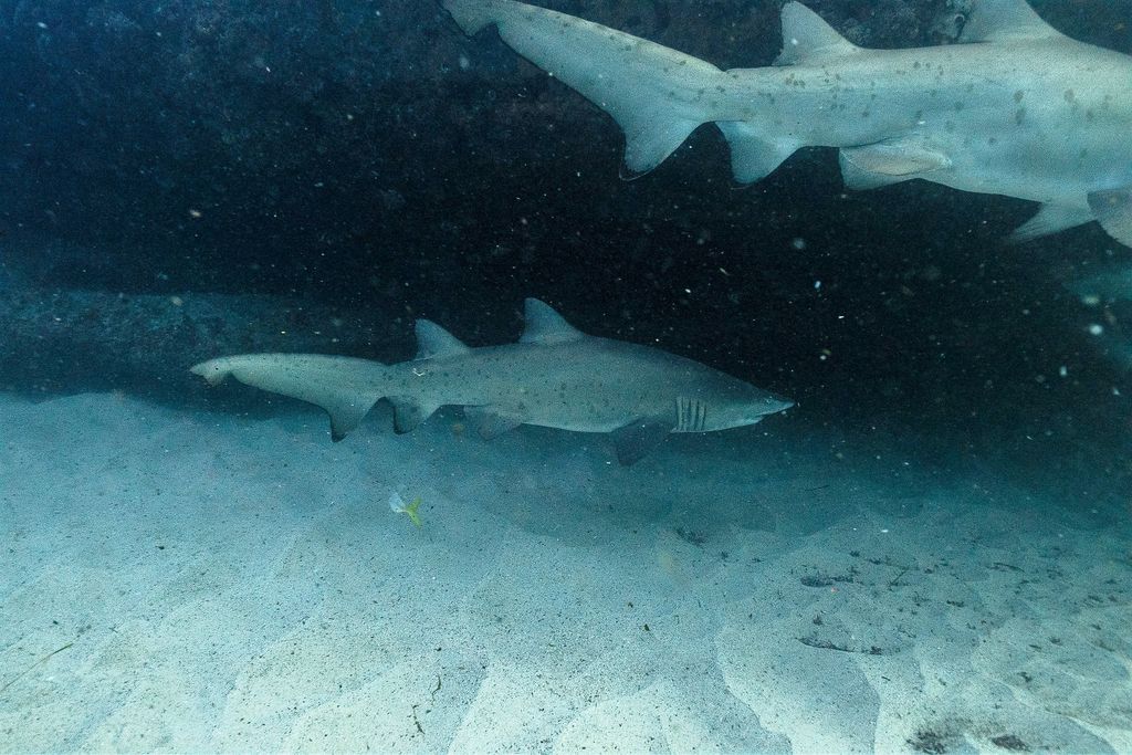 9b7f185a-b599-4a2a-8d77-2e62ed4d6b6c