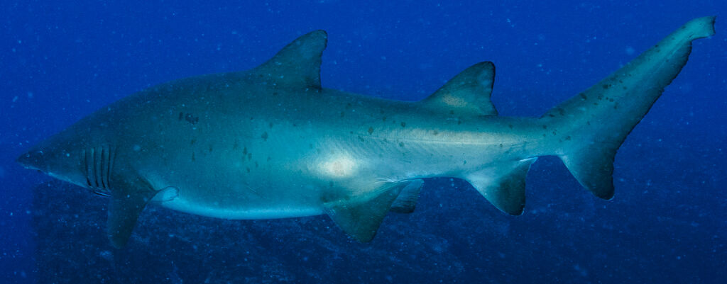 c6ded635-e47f-4c55-a1f8-ec607e723e3c