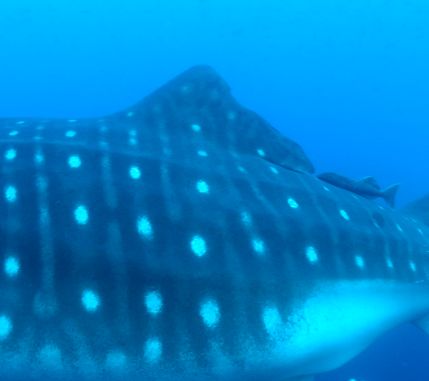 050a14fd-a1a2-43a8-9936-7d21cd7f782c