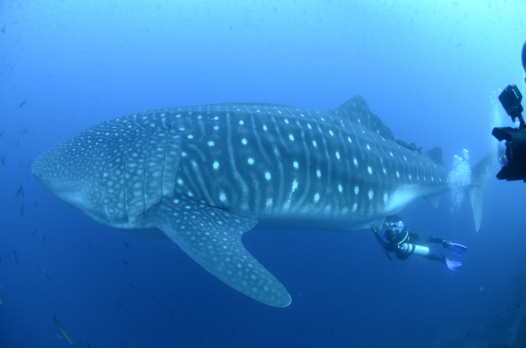 050a14fd-a1a2-43a8-9936-7d21cd7f782c