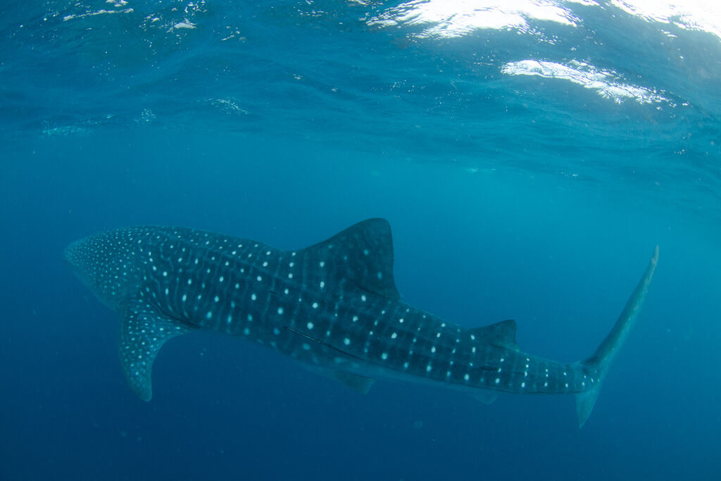 34cd21ff-4018-40d6-9081-6becf75b0f85