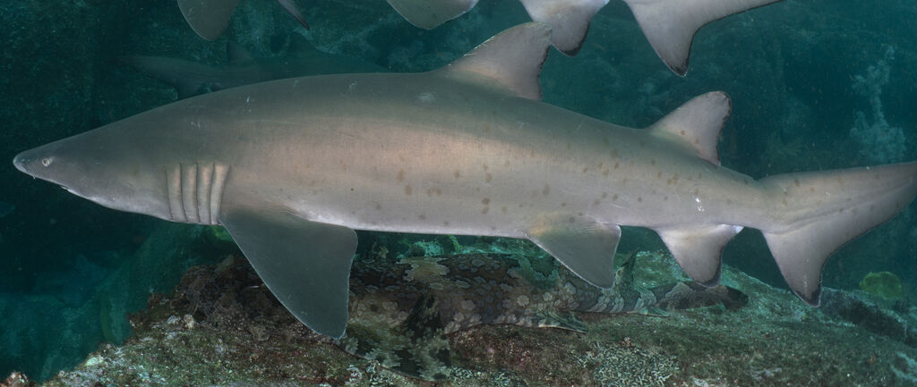 3f0602d9-d82f-4576-b723-9ffccdf27259