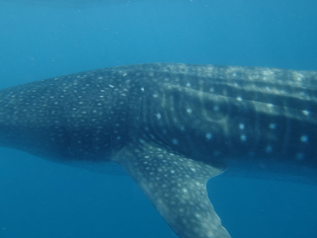 9e1d1f03-ea61-40ef-b3d3-9792f42a0f11