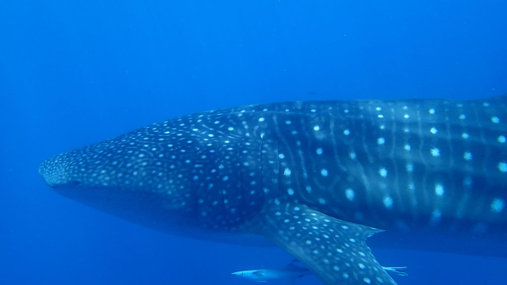 c0fb6d52-c6df-44bd-a546-0de619f44024