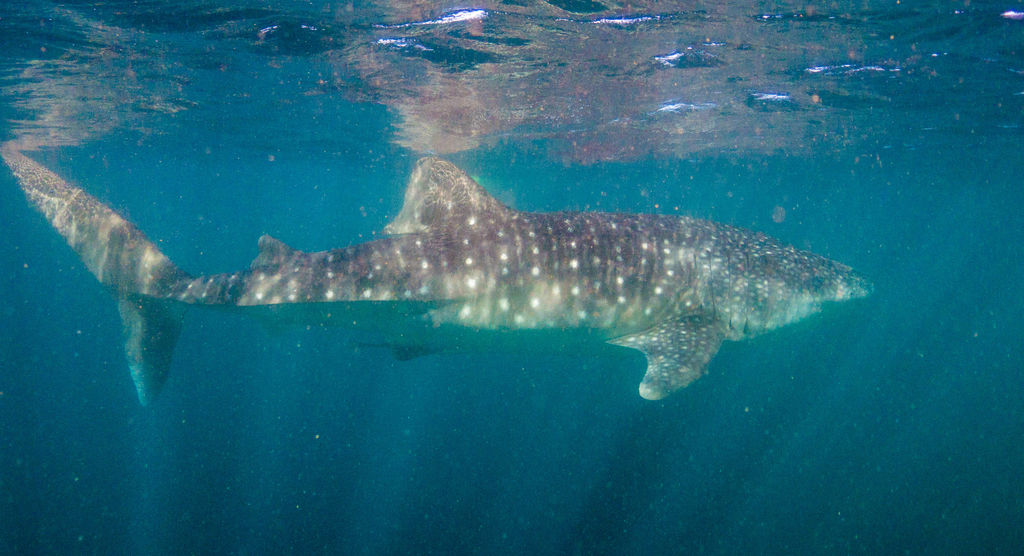 27a55789-a9ff-4424-bc6c-748062dd01a1