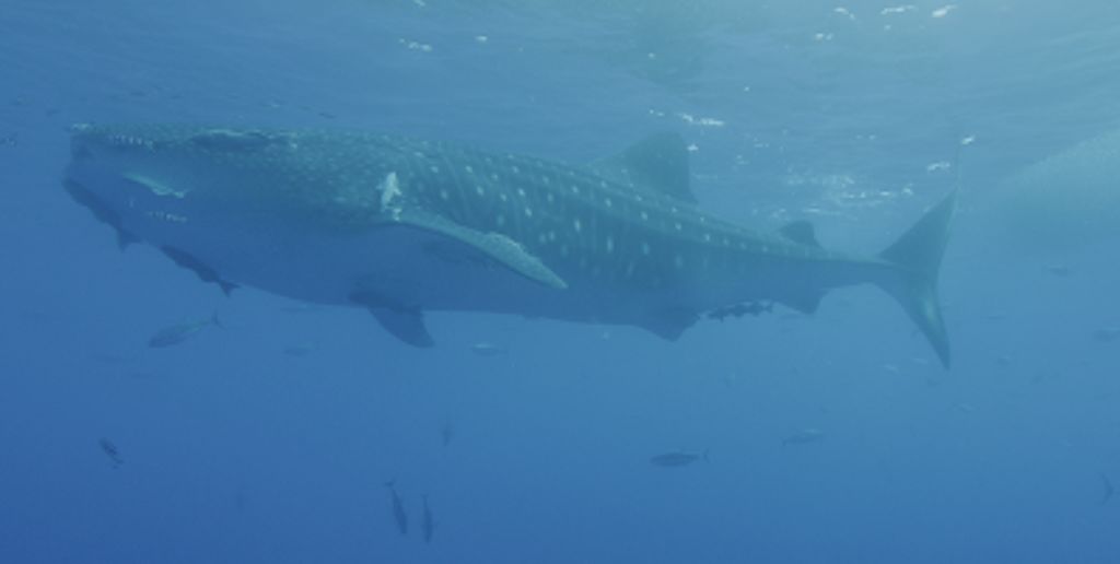 5c9e96d1-3aaf-4a07-b45c-7663621c0f62