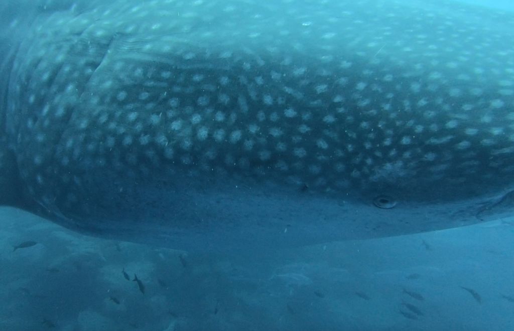 ae7efdc1-8d17-4188-80f7-2a51b2bfba6e