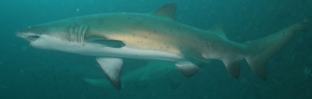 c28a84cb-99ff-4b82-8406-0e453c0d6121