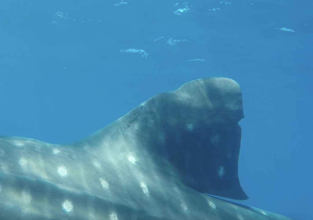 284fa4fc-13cc-42e0-8c50-48eb6b655387