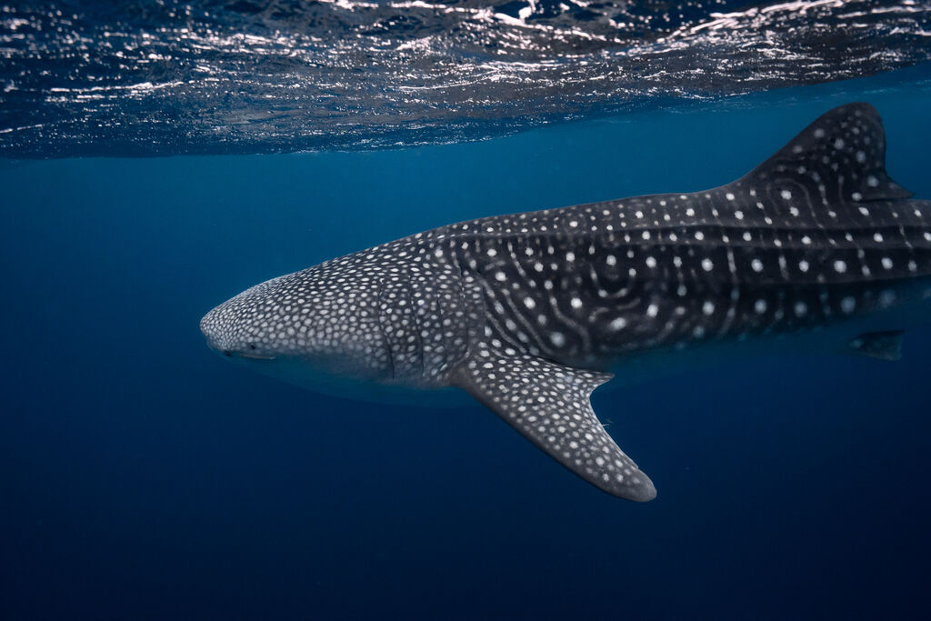 51231763-a54b-407c-9530-ec198af5cf10