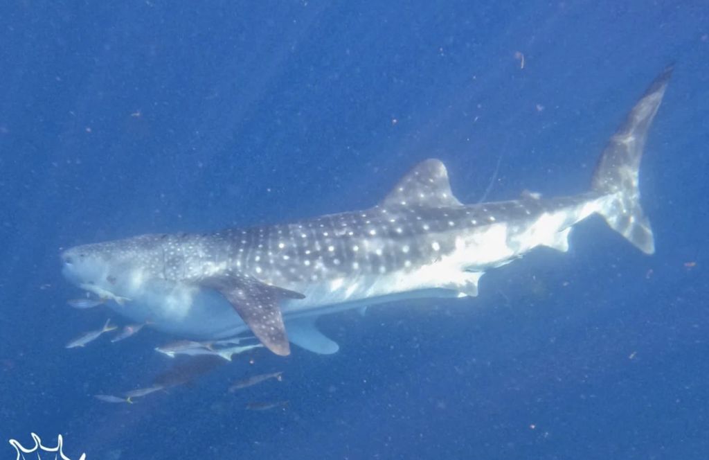 4eb41bfc-fedd-4c0f-9931-a6e5609d9f8d