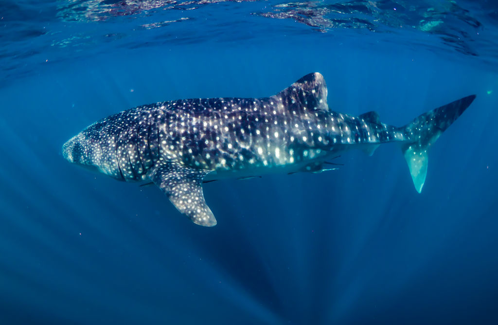 c4425c33-cebe-465d-b872-05aa672dc8c8