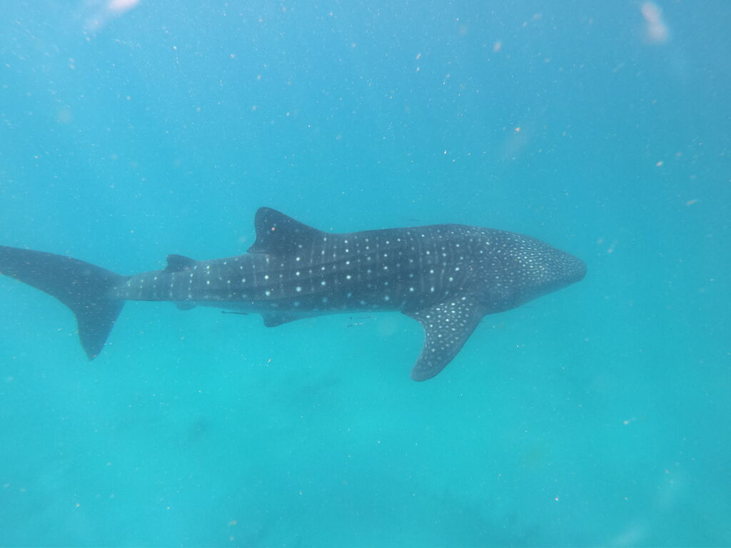 f5087089-8a66-4110-9c2f-b715a684f68b